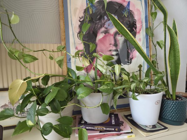 Low-Light "Rare-Looking" Houseplants for Total Beginners