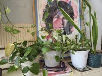 Low-Light "Rare-Looking" Houseplants for Total Beginners