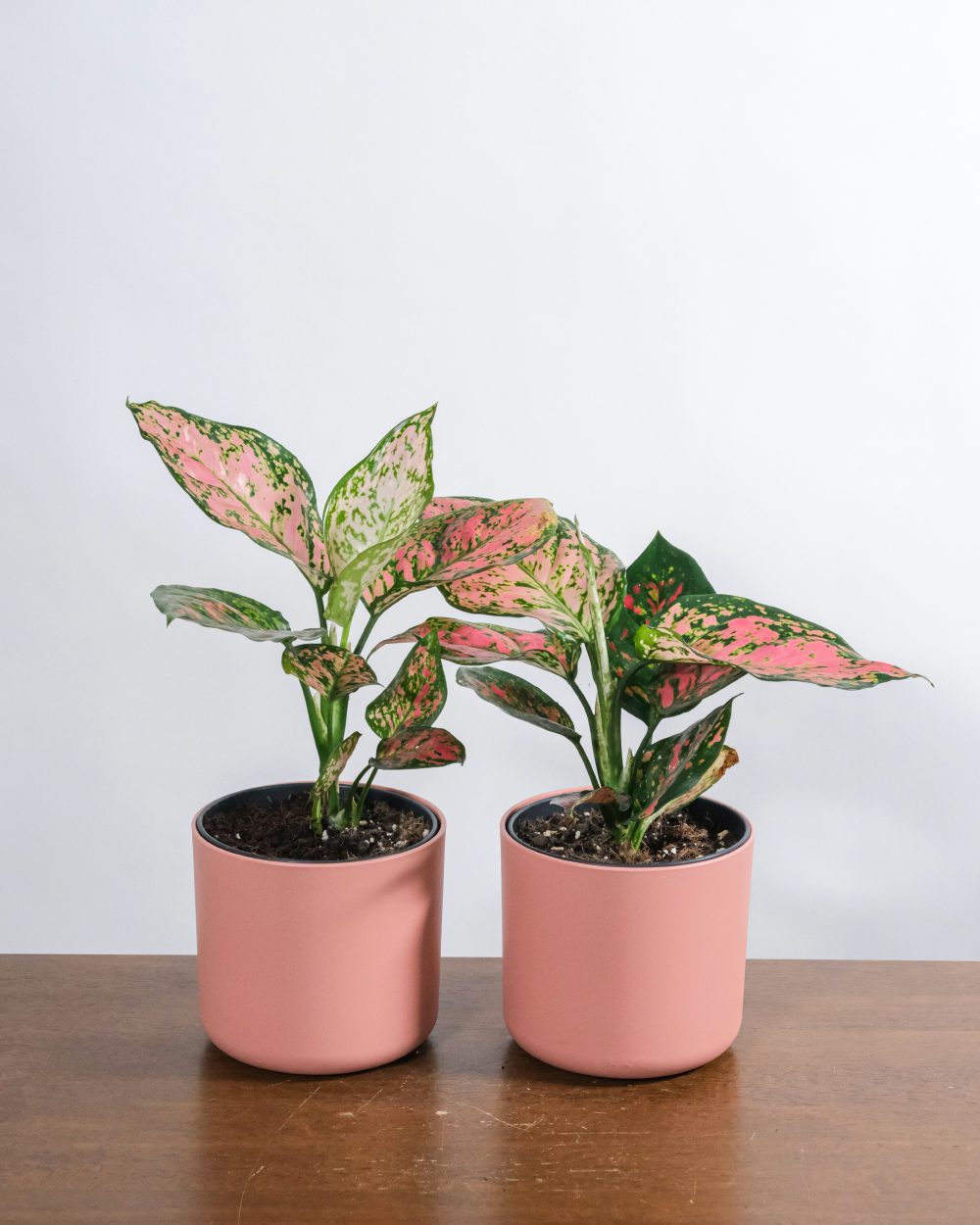 Aglaonema &lsquo;Pink Splash&rsquo; Chinese Evergreen with pink and silver variegated leaves