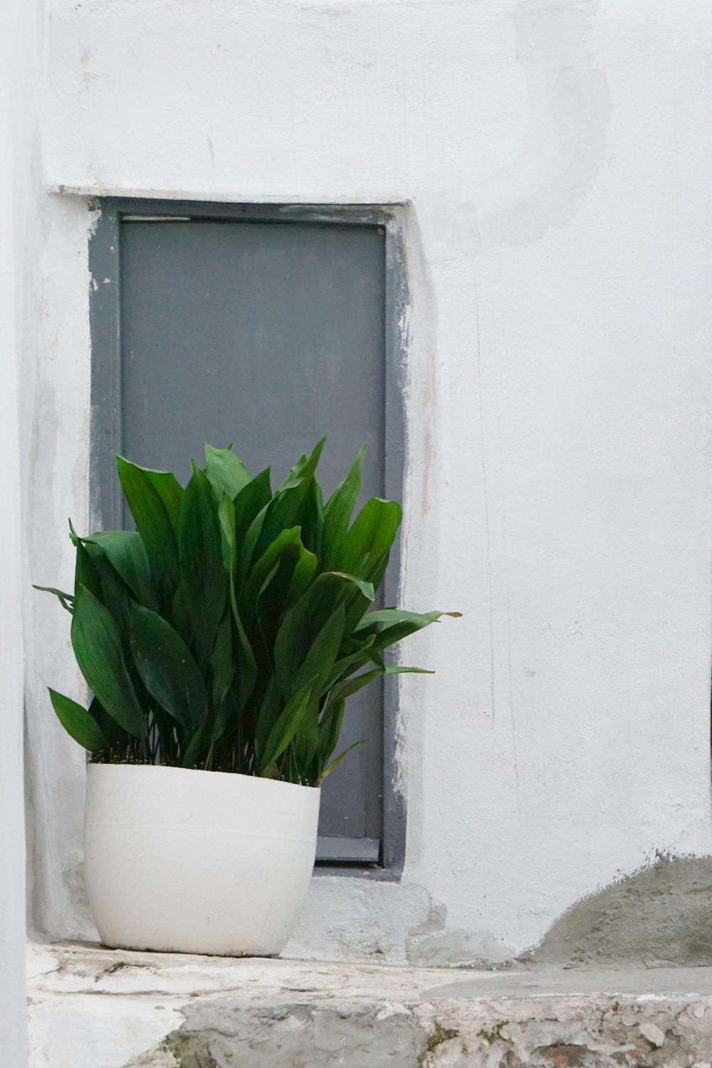 Aspidistra elatior cast iron plant with long arching deep green leaves