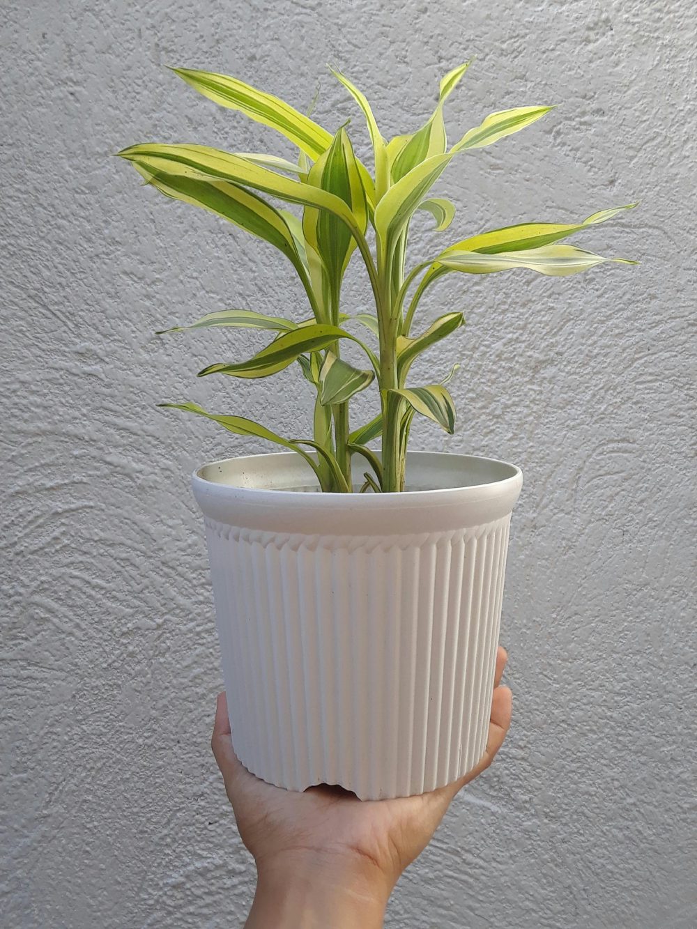 Dracaena &lsquo;Lemon Lime&rsquo; with chartreuse and forest green striped sword leaves