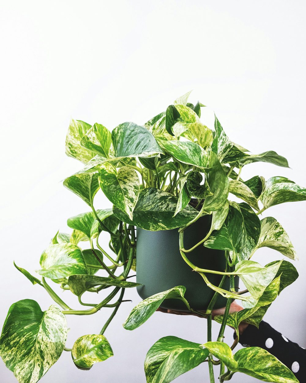 Epipremnum aureum &lsquo;Marble Queen&rsquo; pothos with white variegated heart-shaped leaves