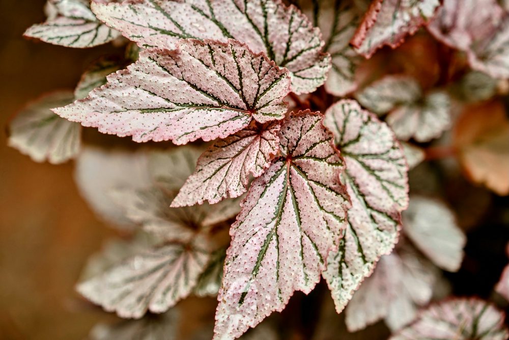 Begonia rex with metallic sheen and spiral patterned leaves