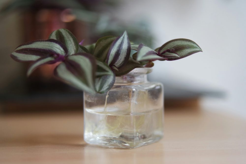 Tradescantia zebrina inch plant with metallic purple and silver striped leaves