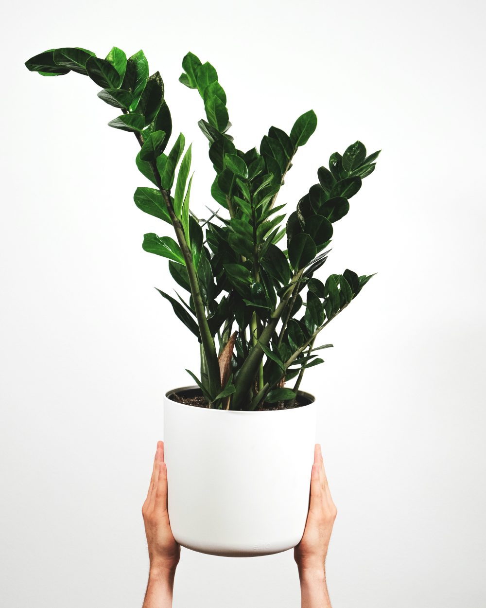Zamioculcas zamiifolia (ZZ plant) with glossy dark green architectural leaves